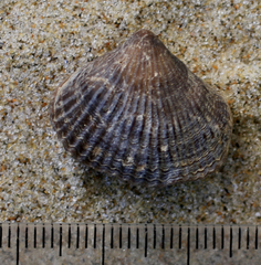 Notosaria nigricans