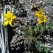 Balsamorhiza hookeri hispidula - Photo (c) springlake1, algunos derechos reservados (CC BY-NC), subido por springlake1