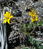 Balsamorhiza hookeri hispidula - Photo (c) springlake1, some rights reserved (CC BY-NC), uploaded by springlake1