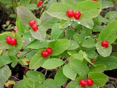 Lonicera chamissoi