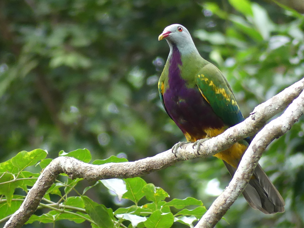 Wompoo and Scarlet-breasted Fruit-Doves