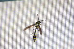 Phimenes flavopictus flavopictus