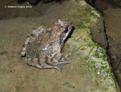 Rana italica