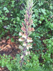 Pedicularis procera