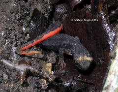 Salamandrina perspicillata