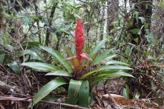 Tillandsia imperialis
