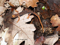 Salamandrina perspicillata