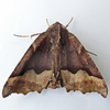 Hübner's Pero Moth - Photo (c) Bill Keim, some rights reserved (CC BY)