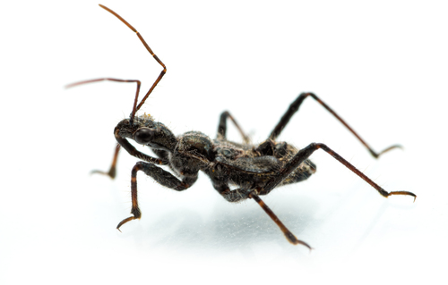 Coranus niger