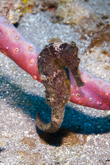 Hippocampus reidi