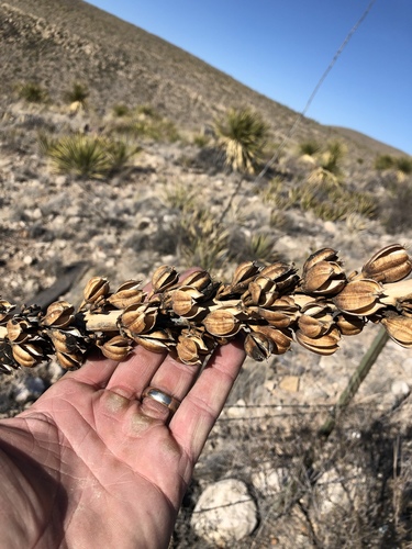 lechuguilla