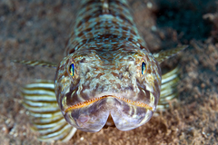 Sand Diver photo 3