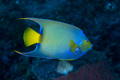 Queen angelfish