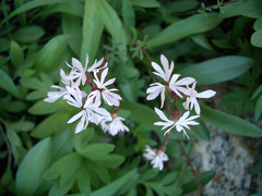 Lithophragma glabrum