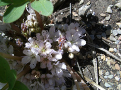Hydrophyllum alpestre