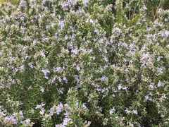 Rosmarinus