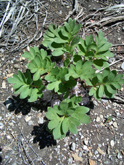 Hydrophyllum alpestre