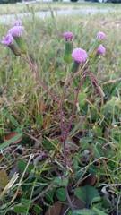 Emilia sonchifolia image