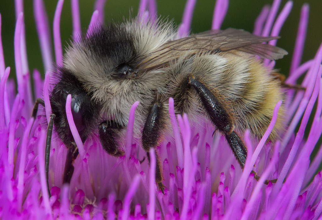 Black-backed Bumble Bee