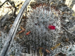 Mammillaria haageana meissneri