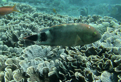 Cheilinus trilobatus