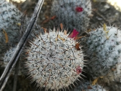 Mammillaria haageana meissneri