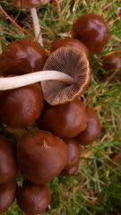 Psathyrella atrospora