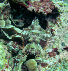 Scorpaenopsis oxycephalus