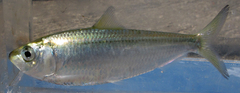 White Sardinella photo 2