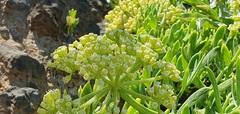 Crithmum maritimum image