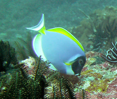 Acanthurus leucosternon