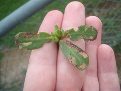 Hypurus bertrandi