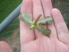 Hypurus bertrandi