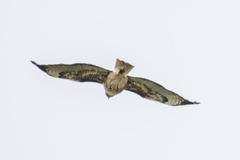 Buteo jamaicensis