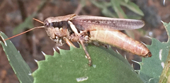 Melanoplus glaucipes