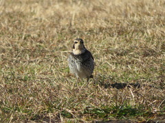 Dusky Thrush photo 4