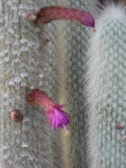 Cleistocactus strausii