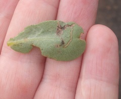 Hypurus bertrandi