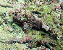 Scorpaenopsis oxycephalus