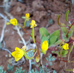 Chylismia