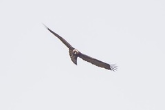Aquila chrysaetos