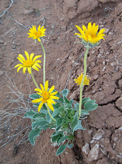 Enceliopsis nudicaulis