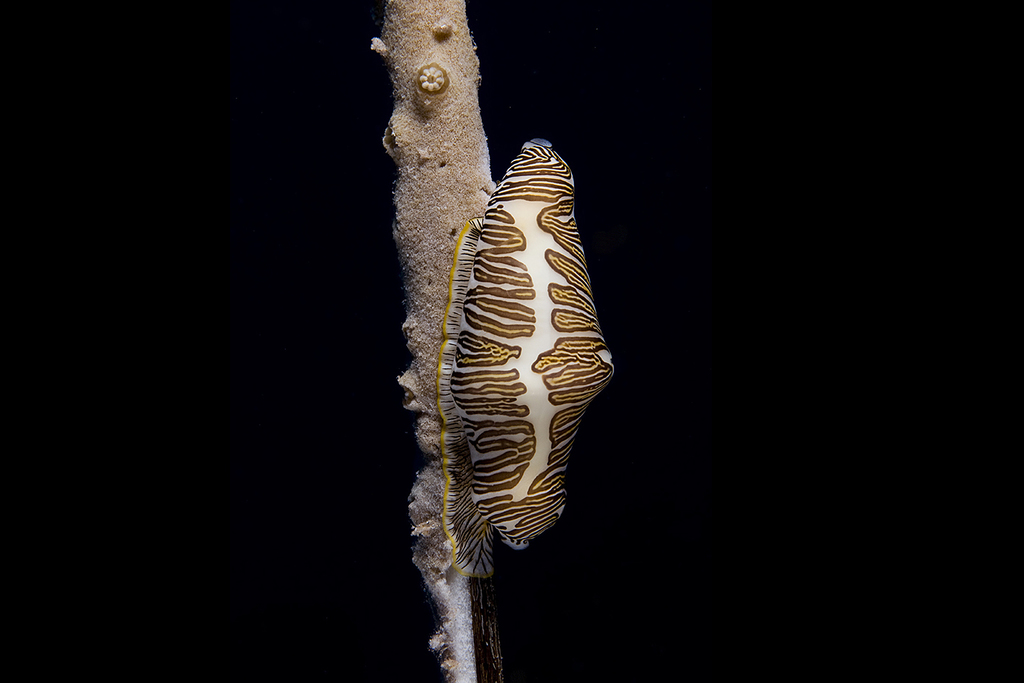 Fingerprint Cyphoma