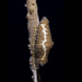 Caracol de Coral - Photo (c) terence zahner, algunos derechos reservados (CC BY-NC), subido por terence zahner