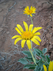 Enceliopsis nudicaulis