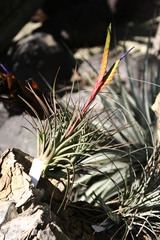 Tillandsia tricolor
