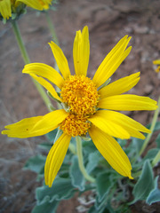 Enceliopsis nudicaulis