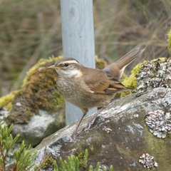 Cinclodes albidiventris