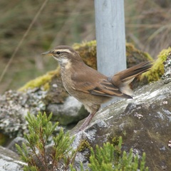 Cinclodes albidiventris