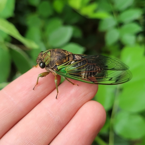 Swamp cicada